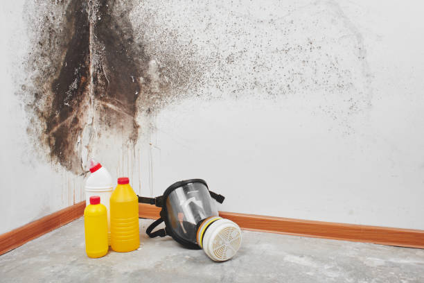Trusted Mansfield Center, MA Mold Removal Experts