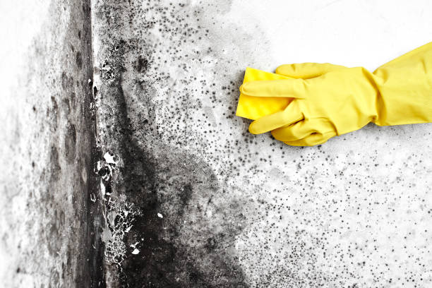 Best Certified Mold Removal  in Nsfield Center, MA