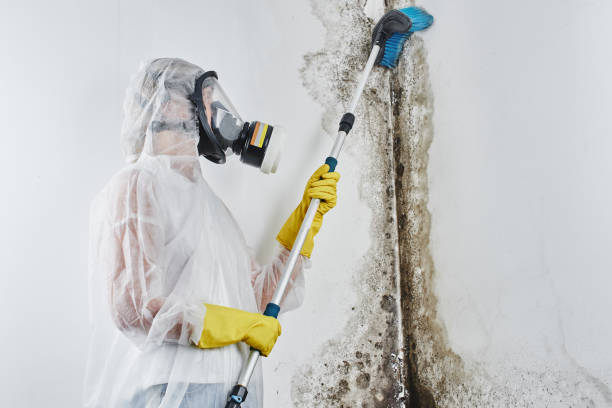 Best Affordable Mold Removal  in Nsfield Center, MA