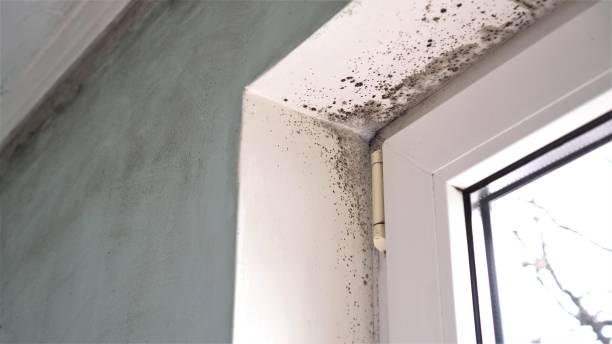 Best Local Mold Removal Service  in Nsfield Center, MA
