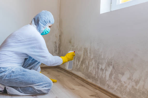 Best Residential Mold Removal  in Nsfield Center, MA