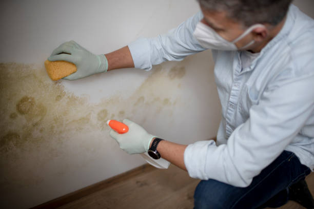Best Water Damage Restoration  in Nsfield Center, MA
