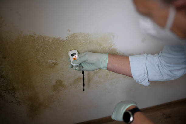 Home Mold Removal in Mansfield Center, MA