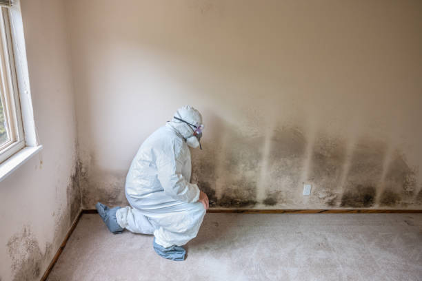 Best Toxic Mold Removal  in Nsfield Center, MA
