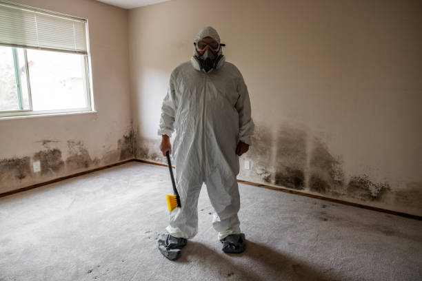 Trusted Mansfield Center, MA Mold Removal Experts
