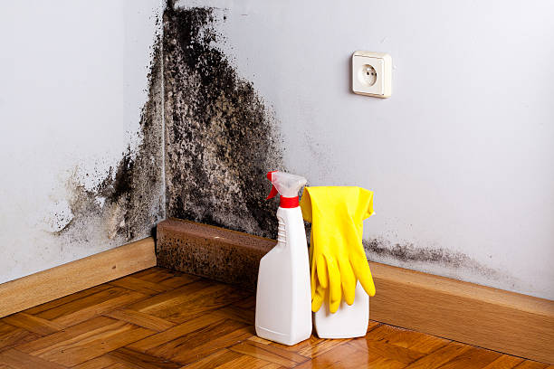 Best Commercial Mold Removal  in Nsfield Center, MA