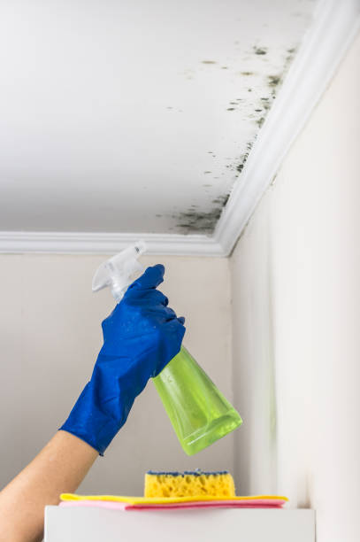 Best Mold Testing  in Nsfield Center, MA