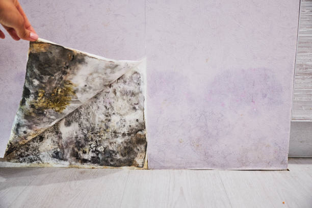 Best Best Mold Removal Companies  in Nsfield Center, MA